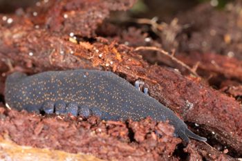 Media type: image;   Invertebrate Zoology 168055 Description: Digital photograph of specimen in life.;
